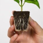 972710 mla33052144953 112019.jpg