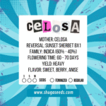 Semillas Celosa Shuga Seeds (Gelato41 × Sunset Sherbet Bx1) - Image 2