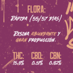 Semillas Choco OG 1439 Criadores x3 – (OG Kush x Blueberry) x Skunk (INASE · REPROCANN) - Image 4