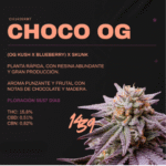 Semillas Choco OG 1439 Criadores x3 – (OG Kush x Blueberry) x Skunk (INASE · REPROCANN)