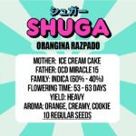 Semillas Orangina Razpado Shuga Seeds x3 – Ice Cream Cake × OCD Miracle (INASE · REPROCANN) - Image 2
