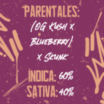 Semillas Choco OG 1439 Criadores x3 – (OG Kush x Blueberry) x Skunk (INASE · REPROCANN) - Image 2