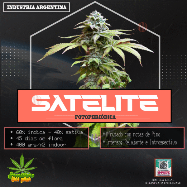 Semillas Satélite Loco Yorsh x6 – Gorila × Loco Yorsh (INASE · REPROCANN)