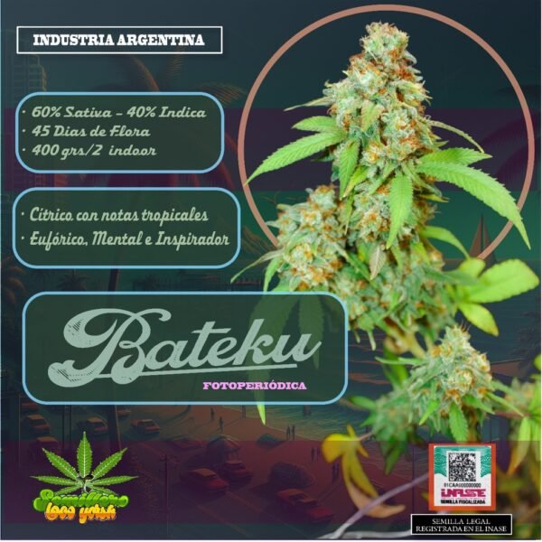 Semillas Batekú Semillero Loco Yorsh x6 – Critical × Loco Yorsh (INASE · REPROCANN)